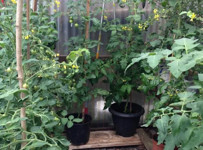 Glaslough Ramblers Rest Dom wakacyjny *