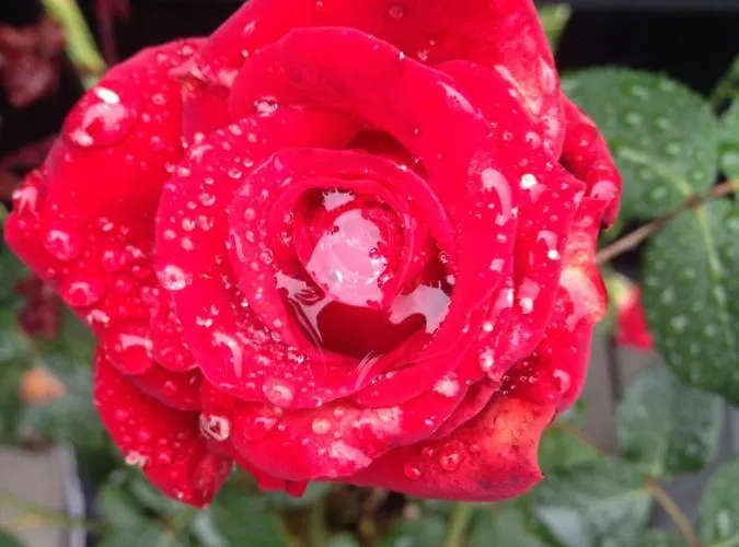 Feriehus Glaslough Ramblers Rest *