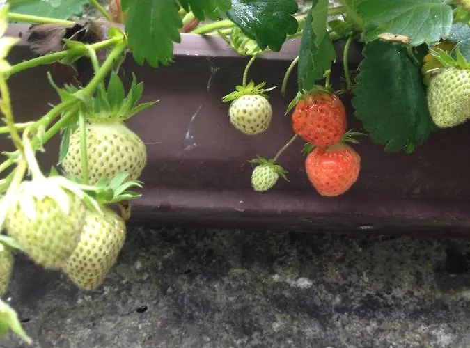 Glaslough Ramblers Rest * Monaghan